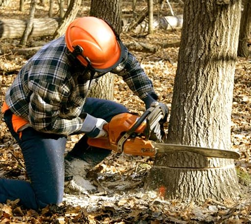 Tree Removal in Toano, VA
